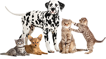 Grouping of pets - cats and dogs